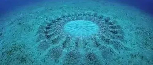 恕我直言，说起爱，人类远不如她们。