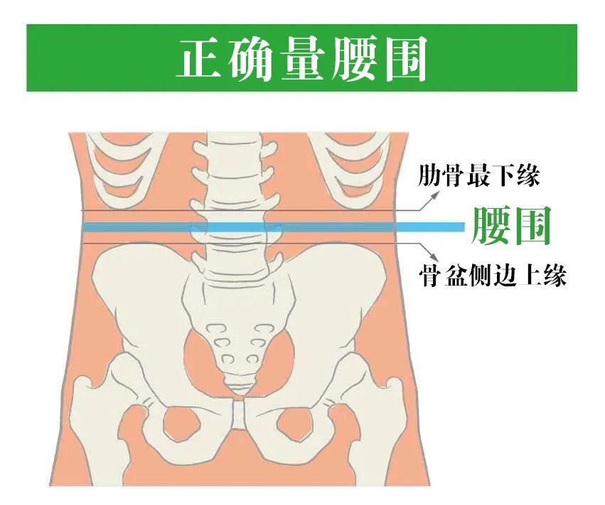 ▼ 图1 正确的测量腰围方法2:较为简便的衡量指标是腰围(wc),测量方法