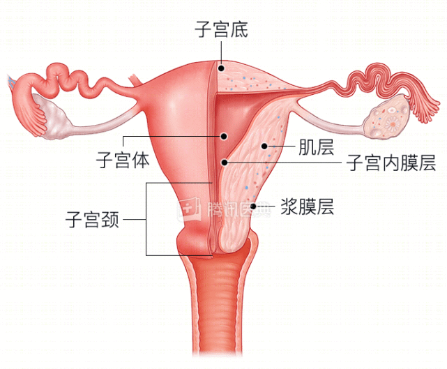 子宫内膜分层图解图片