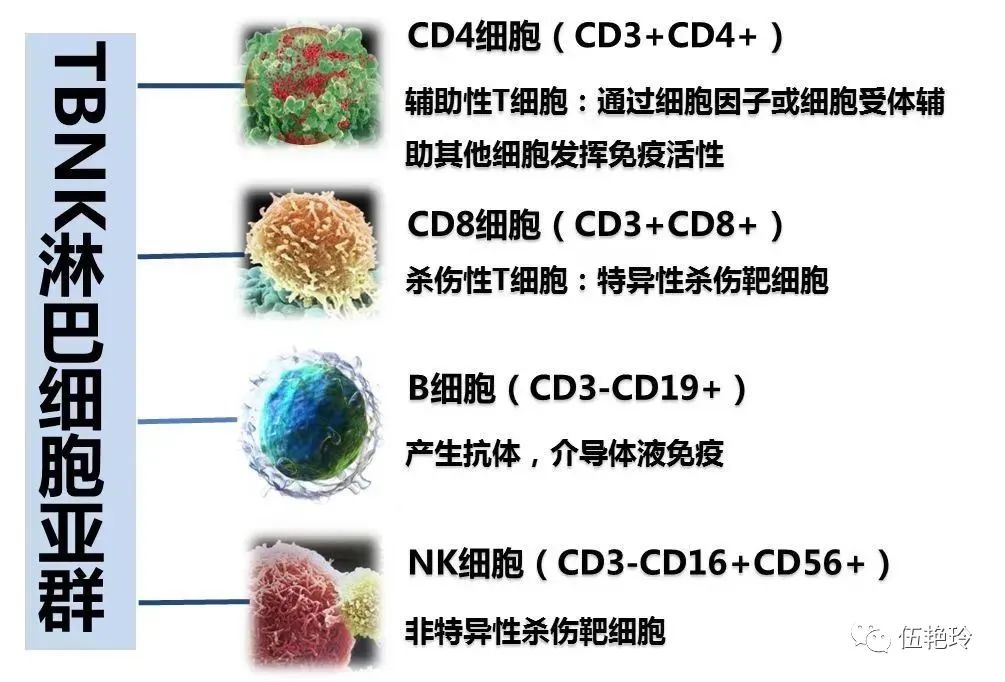 检验解读--TBNK淋巴细胞亚群检测