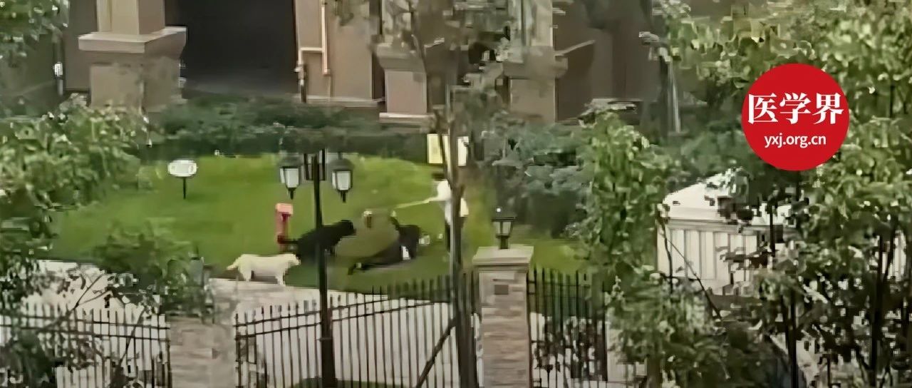 2岁女童遭恶狗撕咬，专家详解救治难度