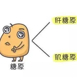 【科普】罕见病系列——矮小、肚子鼓娃娃脸 糖原累积病Ia型