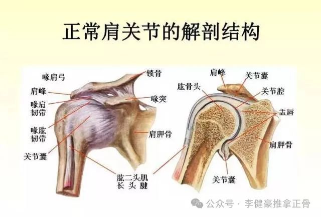 肩关节示意图,动作,七种_大山谷图库
